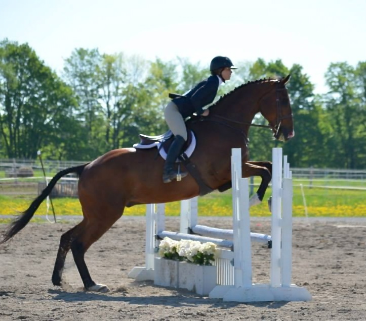 Norman the one-eyed Thoroughbred showed May 25 in his first rated show. Vanessa Honey of VH Equestrian pilots him in the 2-foot-6 division.