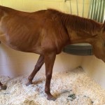 King recovers at the West Coast Equine Hospital. Photo by Auction Horse Rescue
