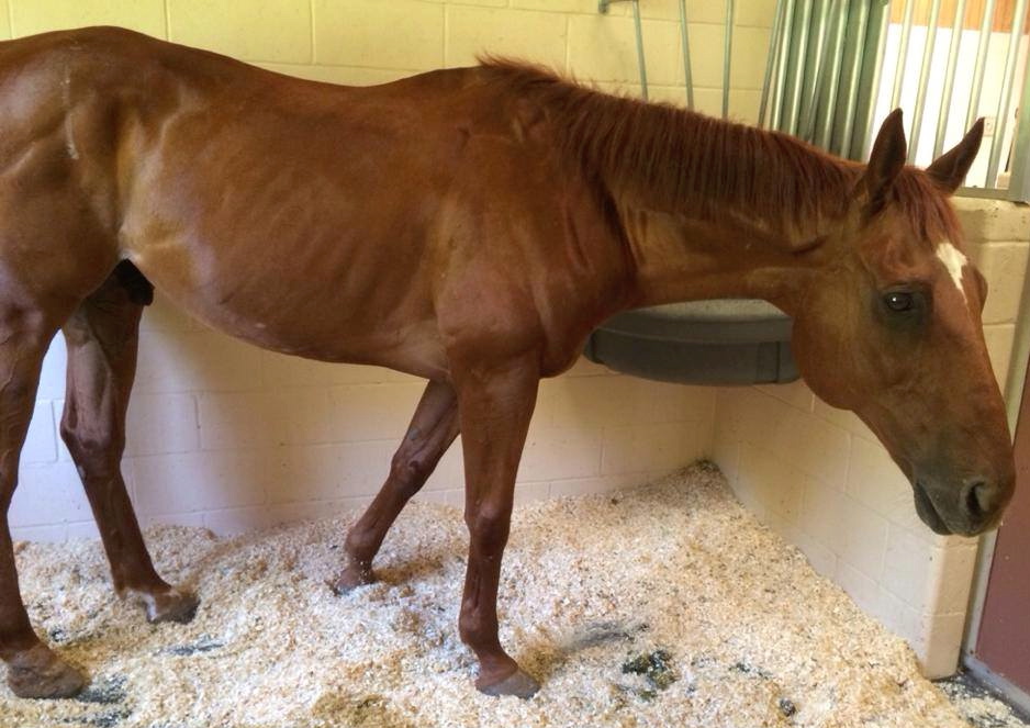 King recovers at the West Coast Equine Hospital. Photo by Auction Horse Rescue