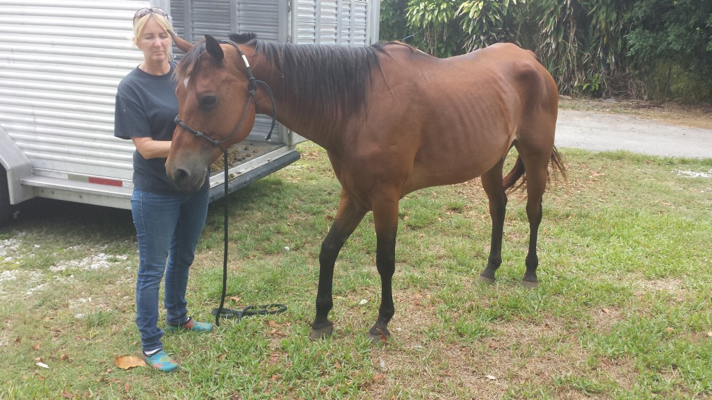 Laurie Waggoner of the South Florida SPCA with one of six starving Thoroughbred mares rescued last night.