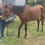 Laurie Waggoner of the South Florida SPCA with one of six starving Thoroughbred mares rescued last night.
