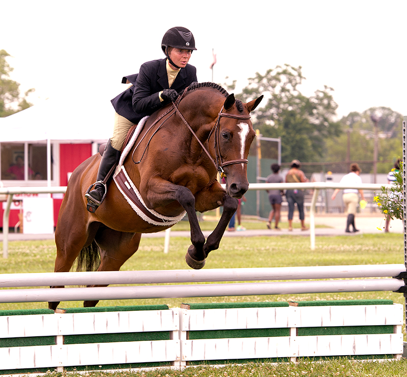 My Fantastic Lady wins the 2014 Totally Thoroughbred Show at Pimlico. Photo by Lydia Williams