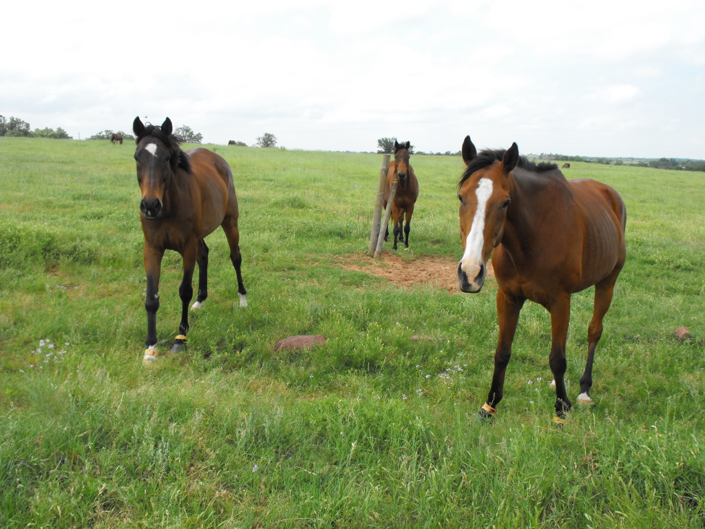 Olivia's Herd— Payasito, Fat Lear and Golden Axe are among the horses making up the group of horses helped by Napravnik's effort.