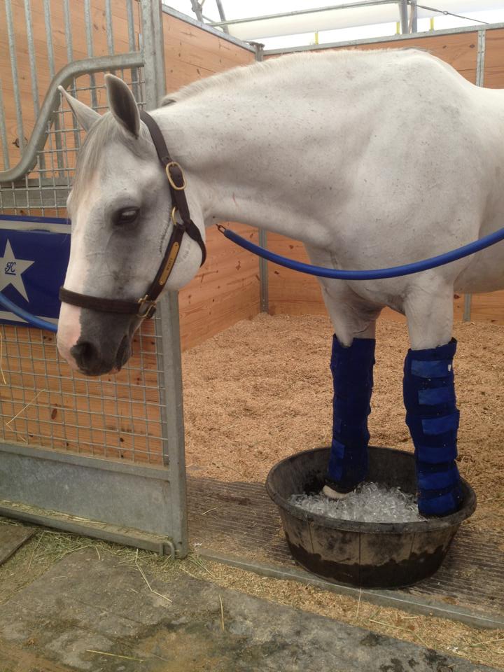 The aftermath of a binge-eating spree after escaping his stall. Wyatt is kept in ice boots to help protect against onset of laminitis.