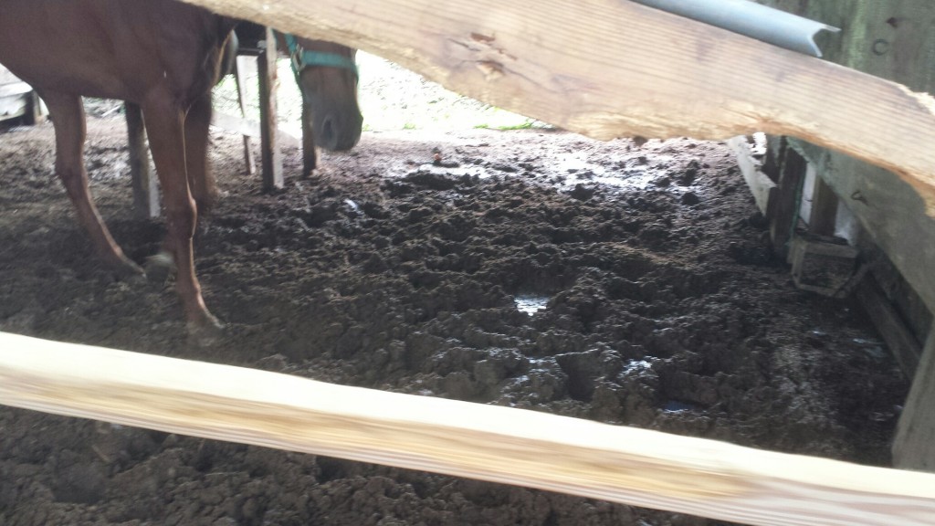 Hunkered low beneath the ceiling and standing deep in muck was how the SPCA and police found three Thoroughbreds Sunday.