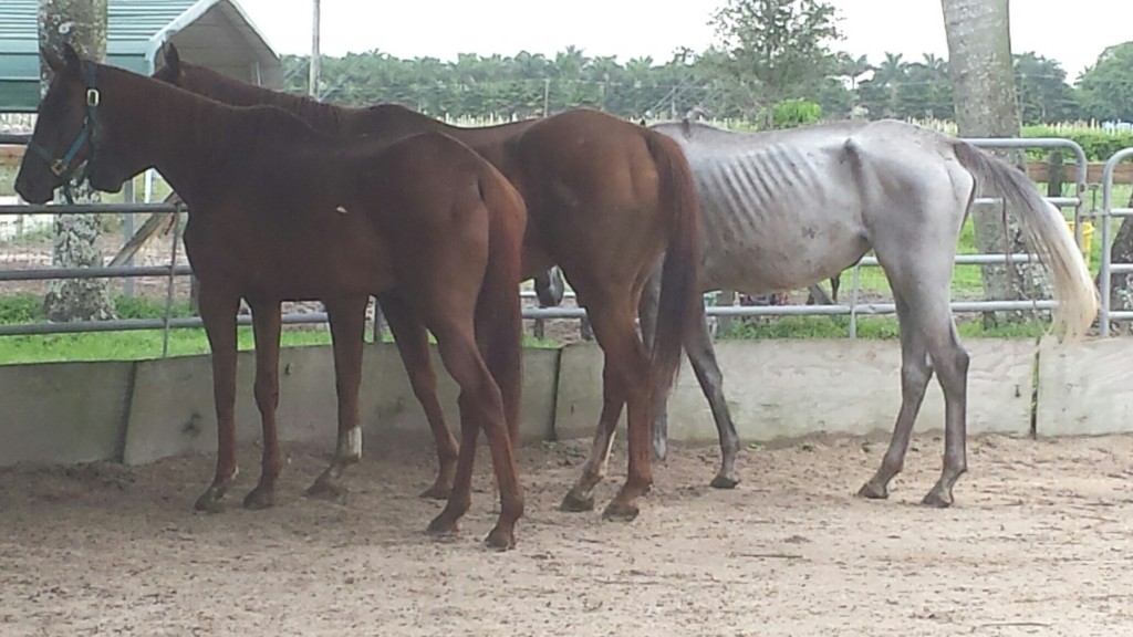 The three Thoroughbreds after arriving at the SPCA.