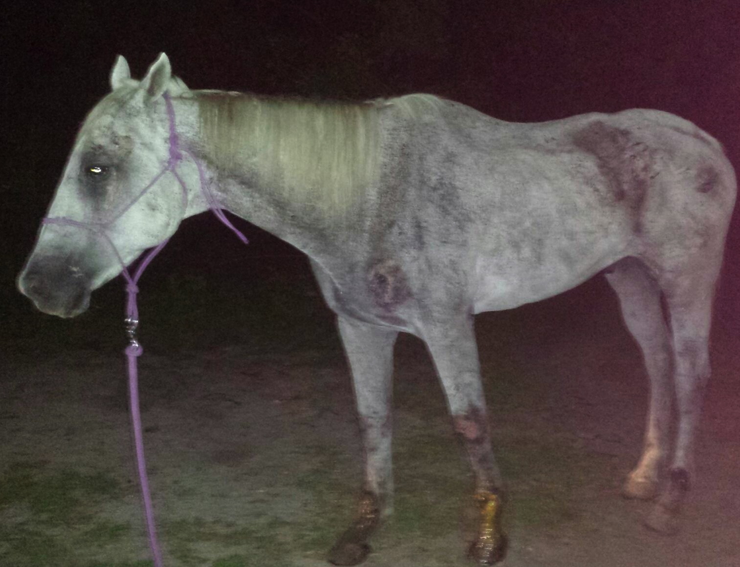 This 22-year-old gray gelding was abandoned at a concrete plant in the notorious C-9 Basin on the edges of the Florida Everglades.
