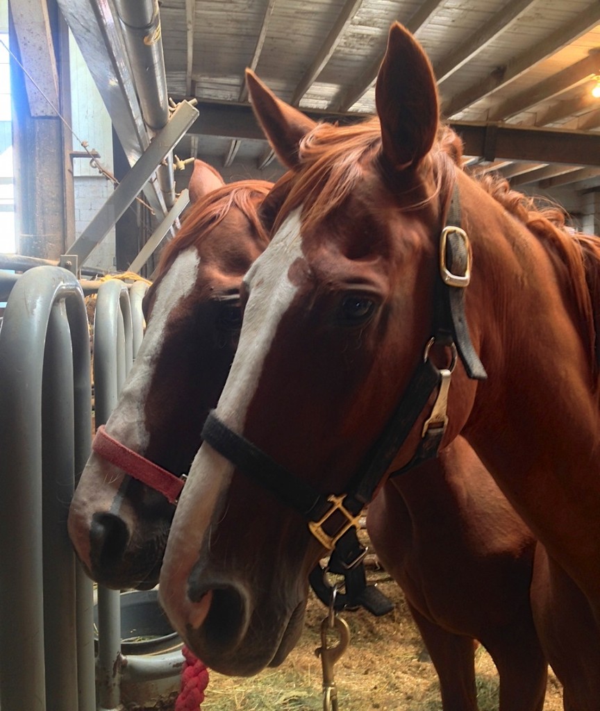 Cool Checkers, front, and Nature's Fancy were spotted at New Holland by CANTER Mid Atlantic's Allie Conrad. She took their pictures, posted it to Facebook, and the horses were purchased by Foxie G Foundation from the meat buyer who had them. Photo by Allie Conrad