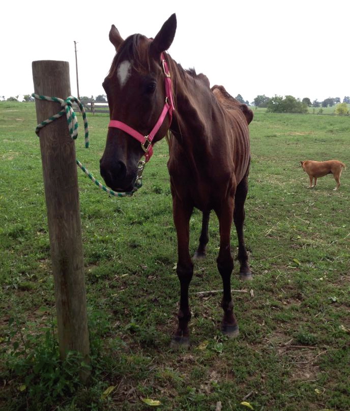 Jeanne Mirabito of Our Mims rescued this Thoroughbred, ID'd as Jo Jo's Gypsy, from a herd of horses deemed to be abandoned by the County Attorney of Bourbon County. Jo Jo was identified by Dr. Walker Logan and the Jockey Club.