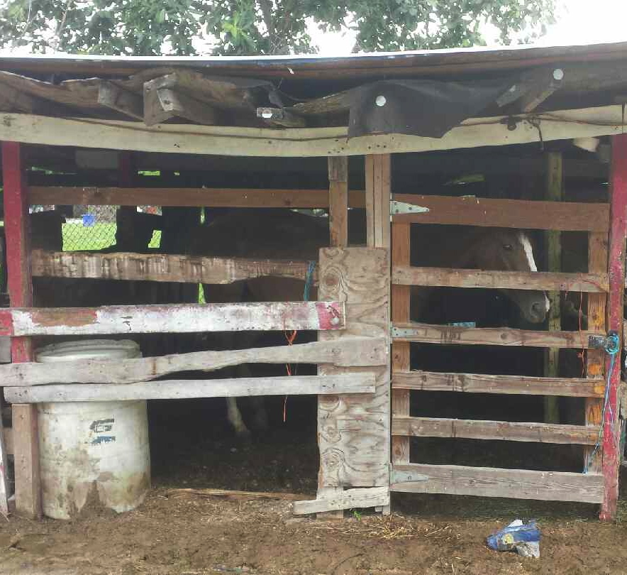 A horse peeks out from the low-slung stalling area where three Thoroughbreds were seized by police Sunday.