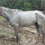 4-year-old T-bred filly Silver and Smoke was seized Sunday by Miami Dade law enforcement and turned over to the South Florida SPCA with two other Thoroughbreds. They lived in squallor.