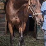 Mrsmargie is a 5-year-old mare at Su