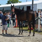 License to Cary was one of many very nice horses to sell at the Suffolk Showcase Sept. 7. There are 100 others who need homes.