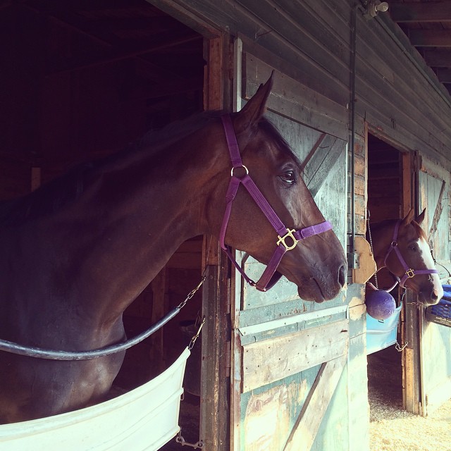 Caristo, on left, will be leaving Suffolk Downs soon to winter in Maine.