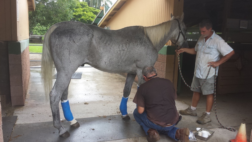 Sosa is treated by Dr. Zachary Franklin of Templeton and Franklin Veterinary Associates.