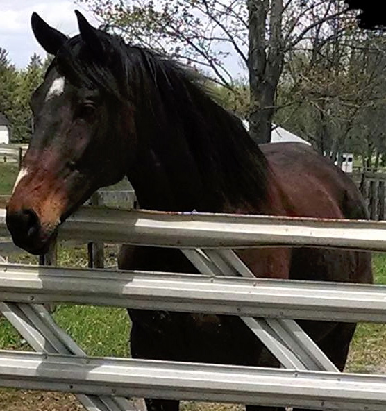 Vow to Fly was spotted on OTTB Connect by Belinda Ransom-Davis. Her offer to drive him to his new home became a bigger commitment when she and her husbanded adopted him.