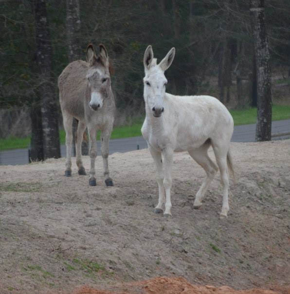 Burros form fast friendships, so Nash suggests they be purchased with their friend. Photo by Marjorie Farabee