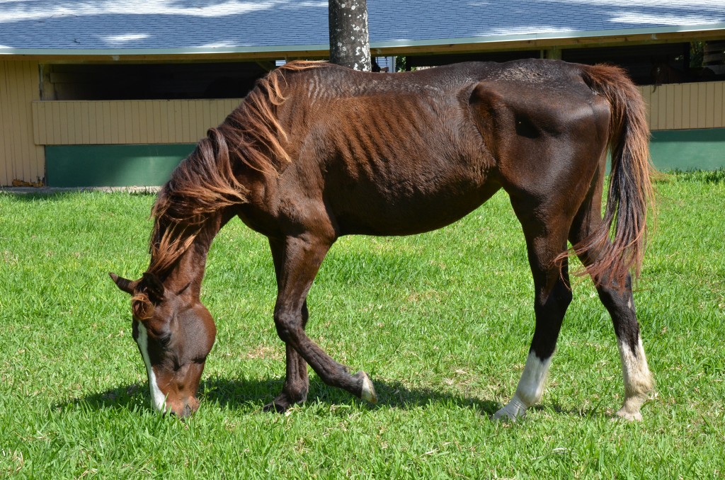 Tattooed Thoroughbred Flattering Irene was pulled by the South Florida SPCA from an illegal butcher in the East Everglades last week. She was already listed as deceased in Jockey Club information, according to the South Florida SPCA.