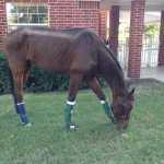 Tough West was euthanized Tuesday after his coffin bones started to sink, and following a month-long health ordeal.