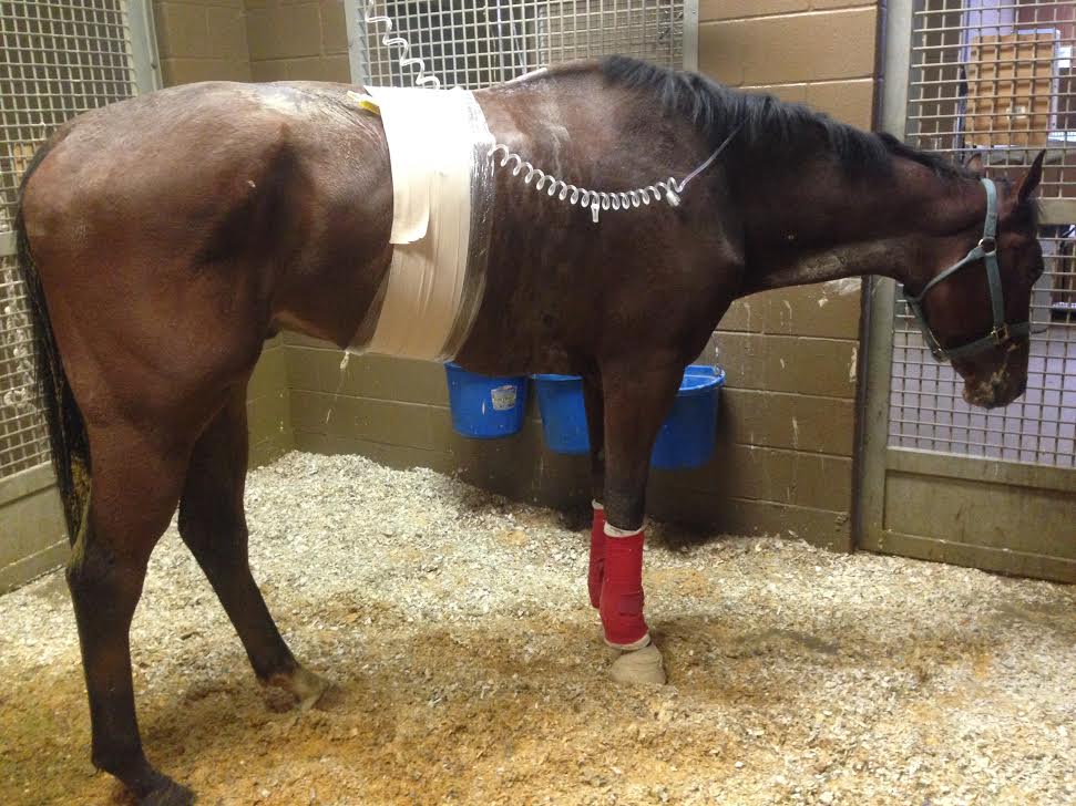 Tough West battled pleuropneumonia for one month at the Bravos Valley Equine Hospital in Navasota, Texas.