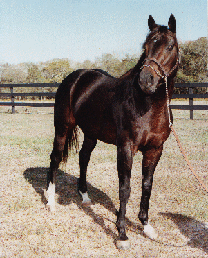 Country Side had the stocky look of a Quarter Horse and the class and brilliance of his sire, Secretariat. He died in late August at age 29.