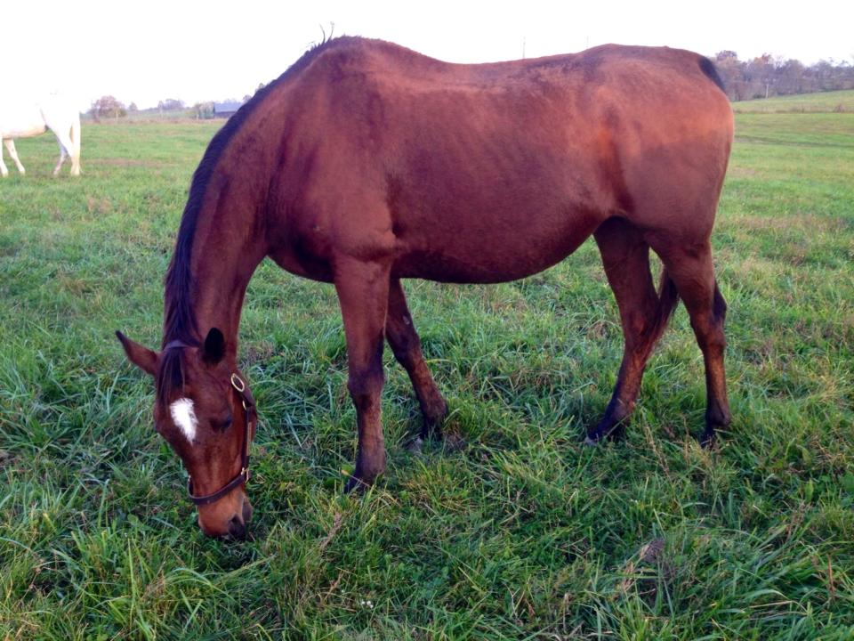 Jo Jo is putting on weight as she enjoys donated feed and Kentucky bluegrass.