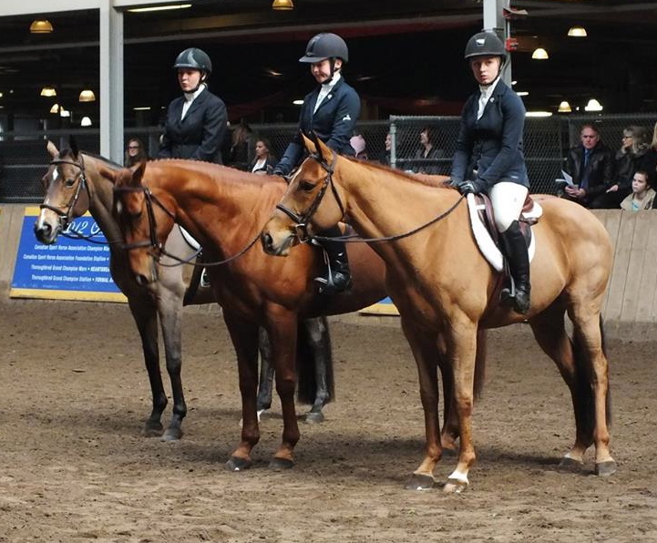 Prodigioso, right, took 4th place in the model class at the Royal Winter Fair despite his right-eye blindness. He was ridden by Grace Clairmont.