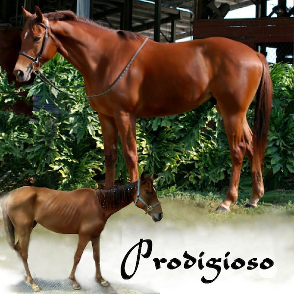 This before/after picture shows Prodigioso's journey. 