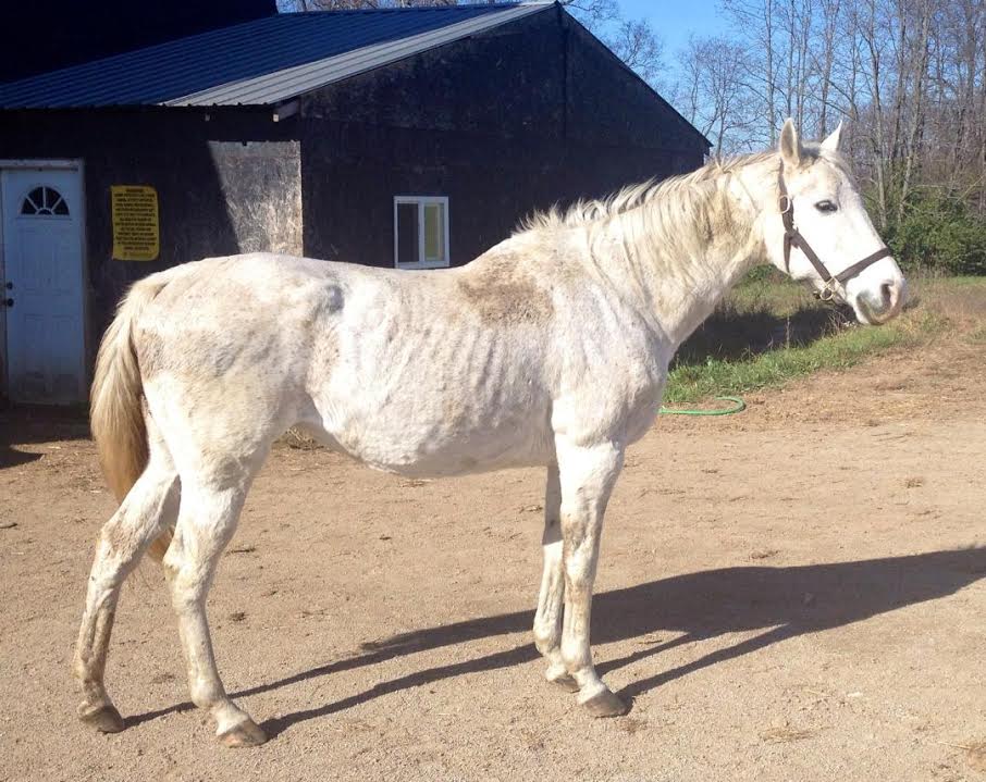 Our Mims welcomes a 25-year-old mystery mare they are calling Lady Jane.