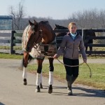Gourmet Dinner earned more than $1 million before retiring to New Vocations Racehorse Adoption this week. The gelding will be given a big rest before training for a second career.