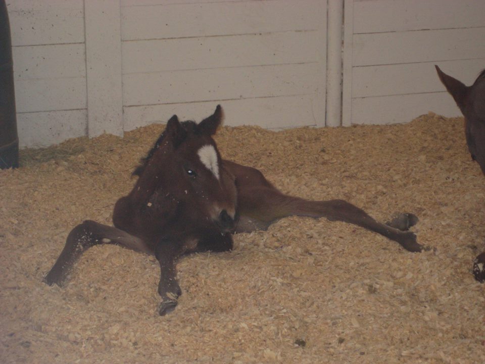 Swass Like Me as a foal, when he was too weak to stand and nurse.