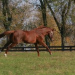 Smarty Jones, pictured at Three Chimneys Farm, inspired a group of ladies to pool their lunch money to help save slaughter-bound horses. Three Chimneys/Kim Pratt Photo