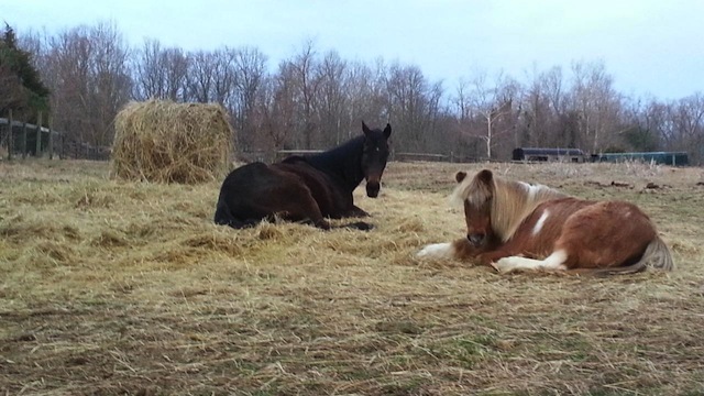Tri enjoys the sweet life as a pasture ornament with his pony buddy.
