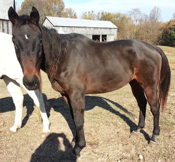 Tri is pasture sound and enjoying his life as companion to other horses at Traveler Rest Farm in Maryland.