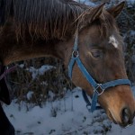 Metallic Sky, a $30 horse, will begin training for the Retired Racehorse Project's Kentucky makeover.