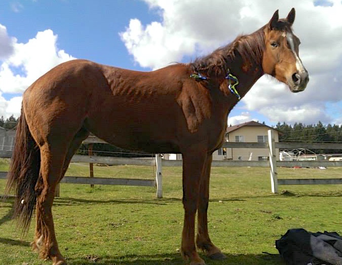 Throughout her recovery from multiple abscesses and laminitis, Ria remained bright-eyed.