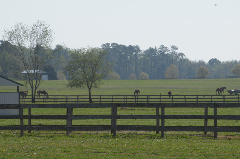 A tranquil scene at the TRF's Wateree River Second Chances farm, where Griffin got a second chance so good he is thankful everyday.