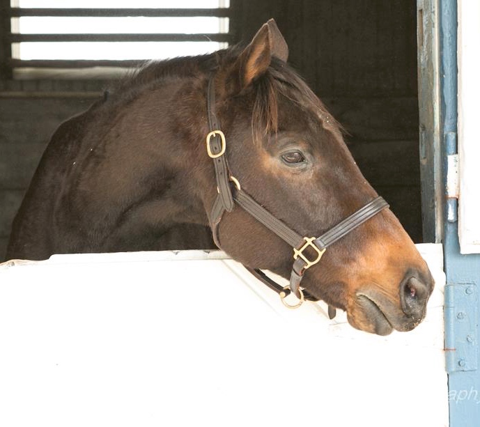 Covert Action, 20, will represent his grandfather Secretariat and the Thoroughbred Retirement Foundation at the Virginia Horse Festival and Secretariat's Birthday Celebration this month.
