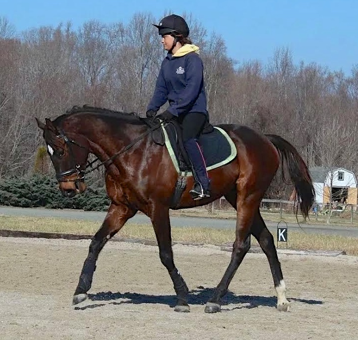 Surge has a toe-flick and a natural frame that make him a natural for dressage.