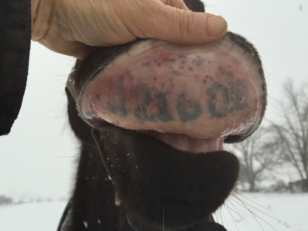 Ruby's lip tattoo, which appears to read: J21608. The mare has not yet been identified.