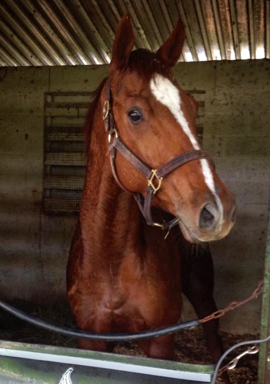 Sharon McGlinchey last trained Cannwyll, and was shocked to learn he was seized. Photo courtesy of McGlinchey