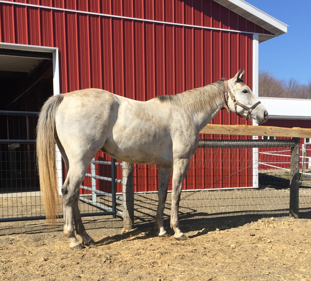 A  year later, Silver and Smoke is happy, healthy and newly in foal.