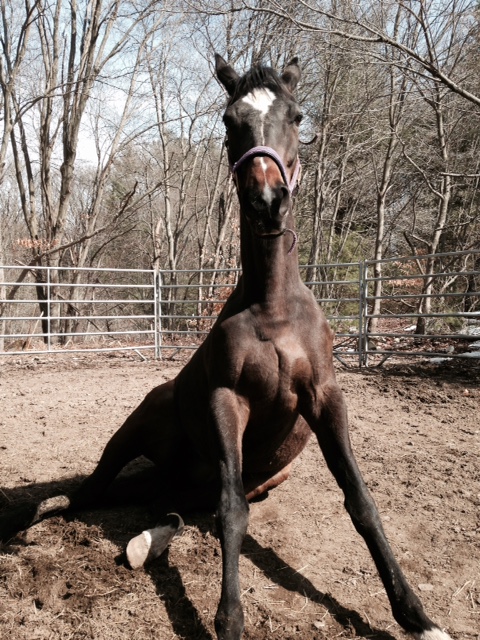 A Suffolk Downs alumn takes a load off on a spring day.