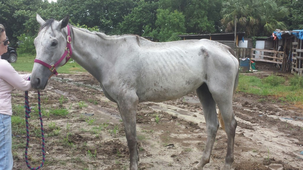 Silver and Smoke was seized by the Miami-Dade Police Department in early August, and turned over to the South Florida SPCA. When the filly’s breeder found out about the situation, she raced to the SPCA to take the horse back.