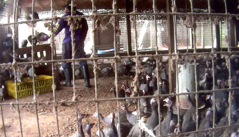 Coco Farm was the kingpin of illegal slaughterhouses in Florida, according to Richard Couto.
