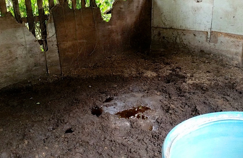 This is a stall in Miami Gardens where a seized horse was confined. There is no turnout available at the one-acre facility, according to Laurie Waggoner of the South Florida SPCA.