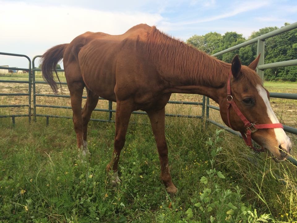 Archie's Echo, 26, raced in the late 90s in New England, and was rescued from New Holland last week by Parx Racing V.P. Sam Elliott and friends.
