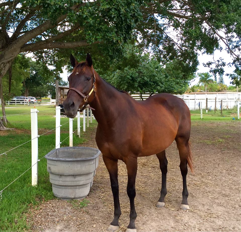 Hopefully Mine (JC: Crowning Glory) as she appears today. Owned by Susie Martell of Florida now, she enjoys a new lease on life.