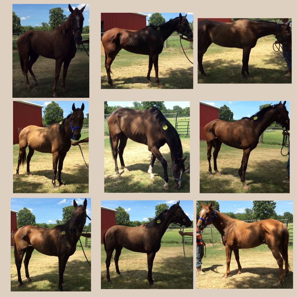 Last week, nine racehorses shipped straight to kill were rescued in a covert action. Seven are Thoroughbreds, two are Quarter Horses. Kill buyers refused to allow the release of the horse's names.