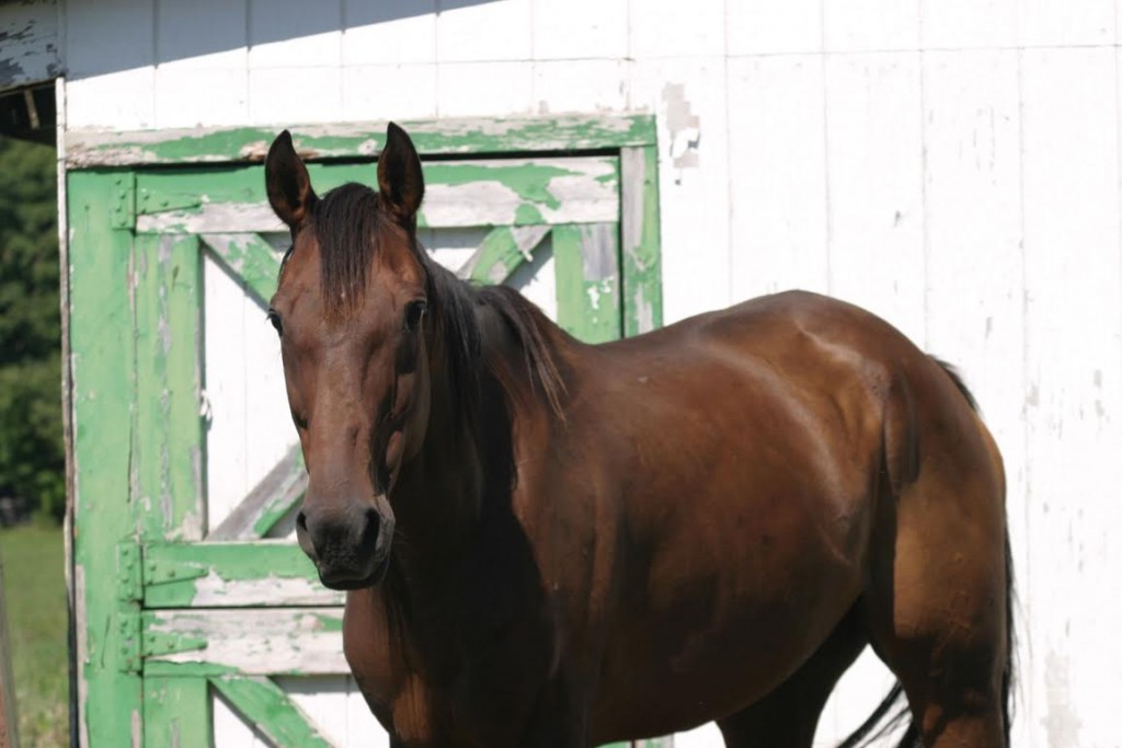 C.L. Rib enjoys life in the slow lane at the TRF's Wallkill, N.Y. facility.